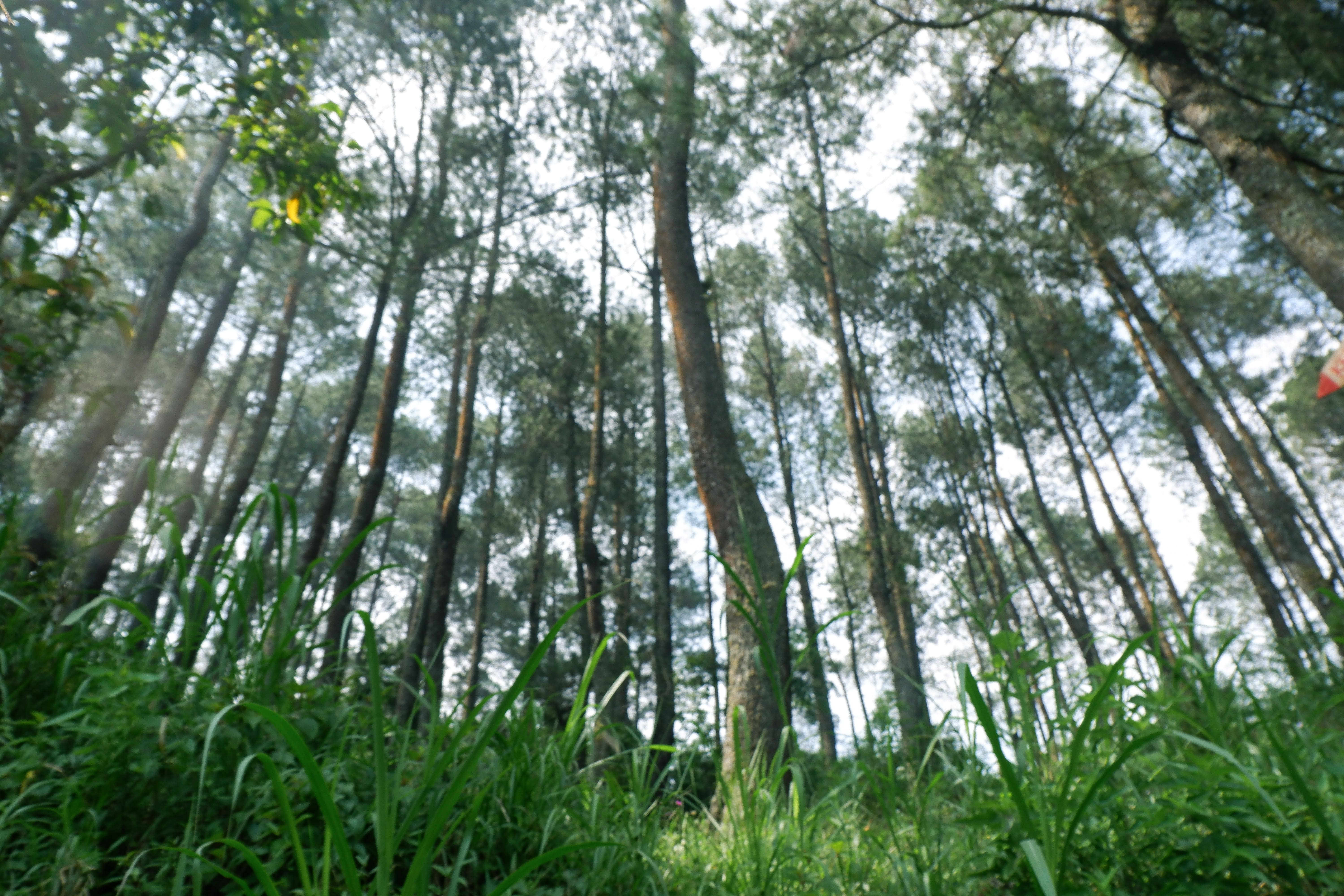 Kebun Pinus 2