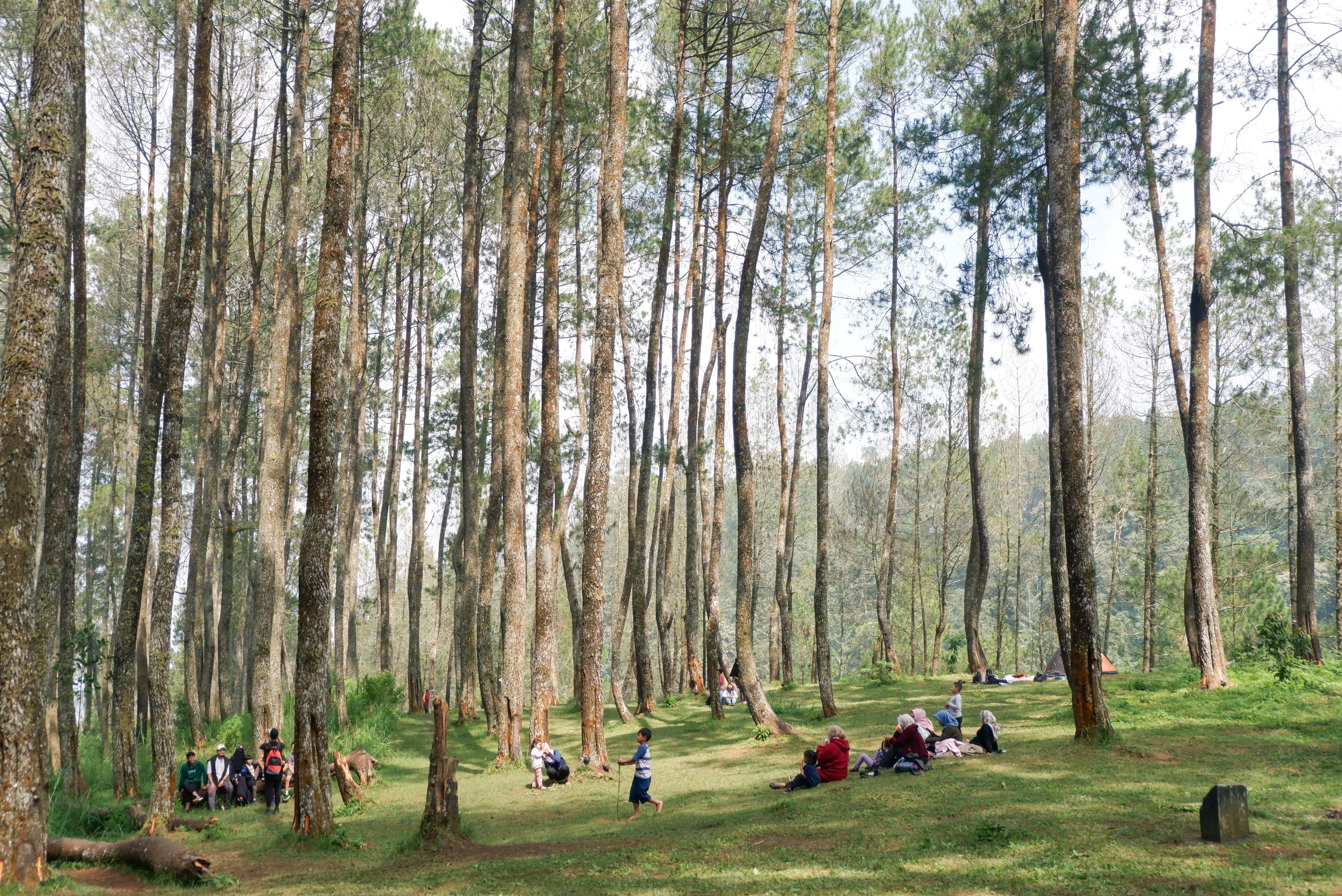 Kebun Pinus 3