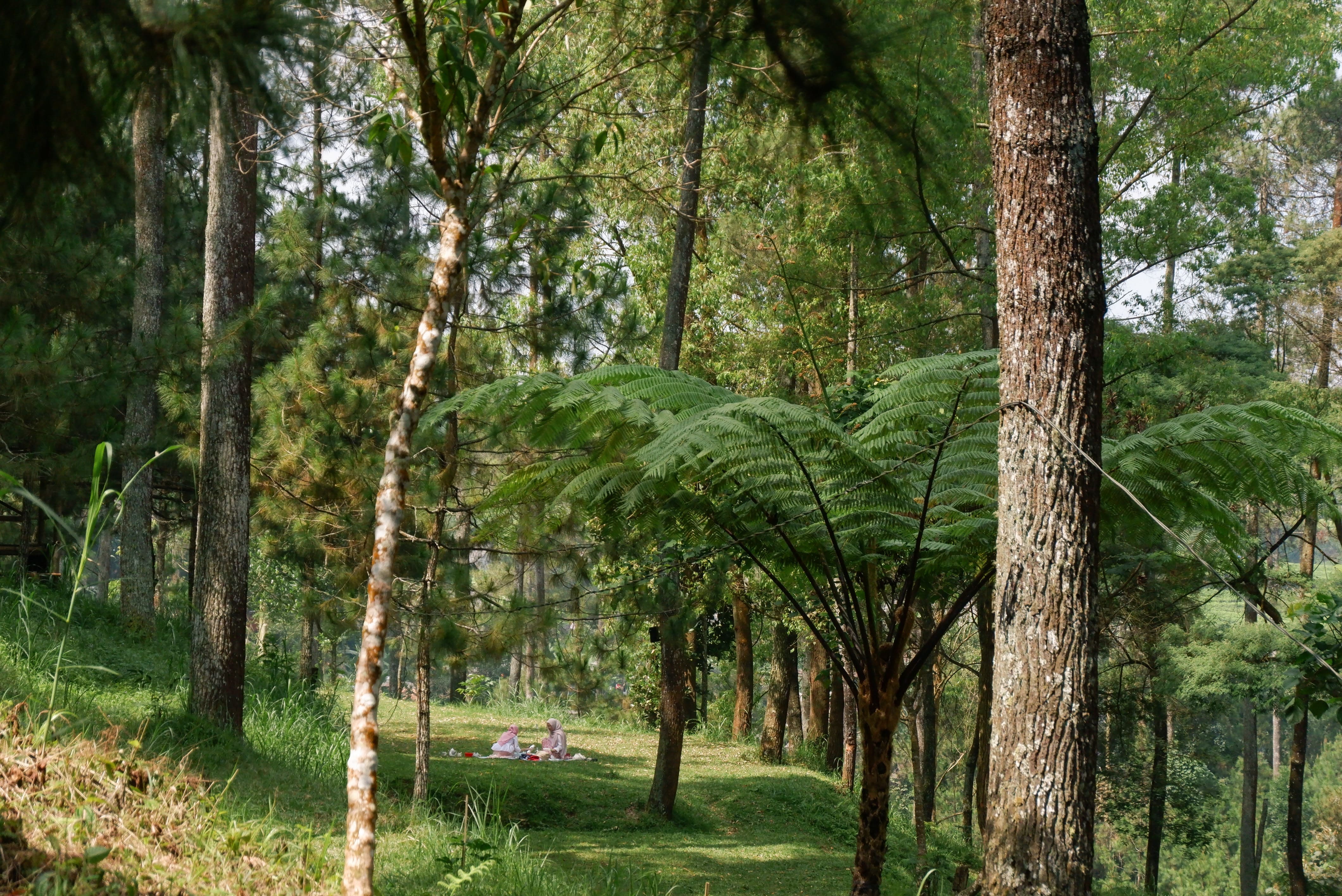 Nature Activity 2